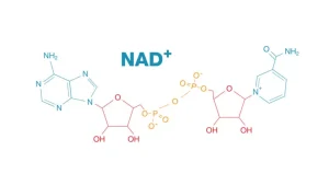 image of NAD+ molecule offered by essential aminos in 500mg and 1000mg lyophilized
